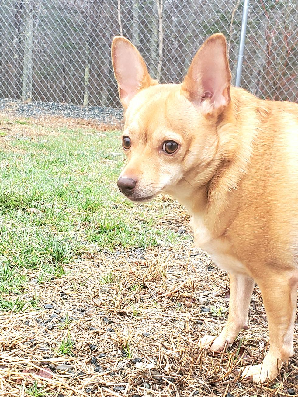 Sweet Little Coco Wants To Be Your New Snuggle Buddy