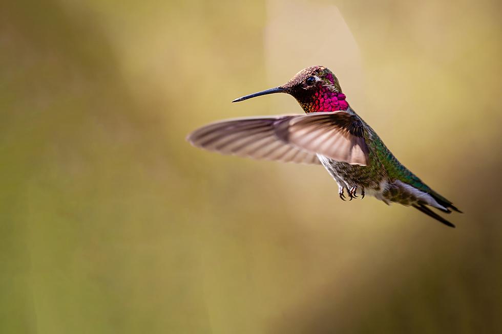 Of the 4 Types of Hummingbirds in Maine, You&#8217;ll Probably Only See This One.