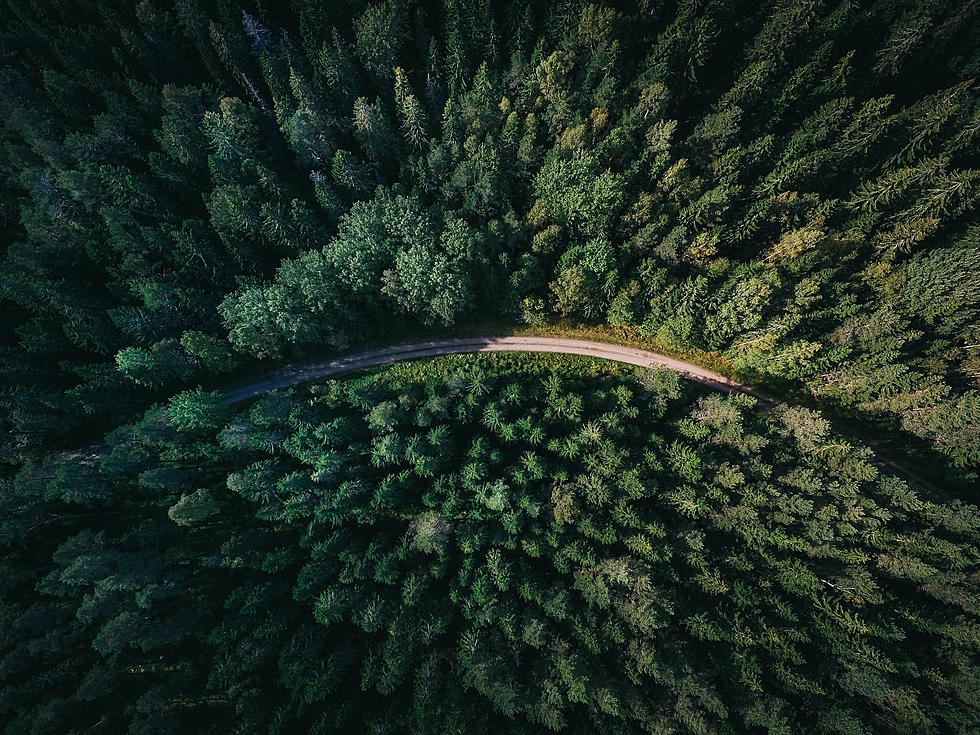 Care to Guess Where 2 of the Tallest Trees in Maine Are?