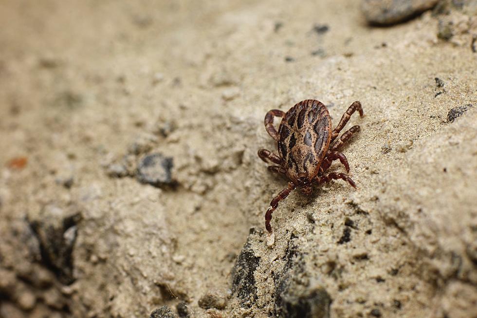 Dog Ticks are Absolutely Bananas Right Now. Just Scope This Video.