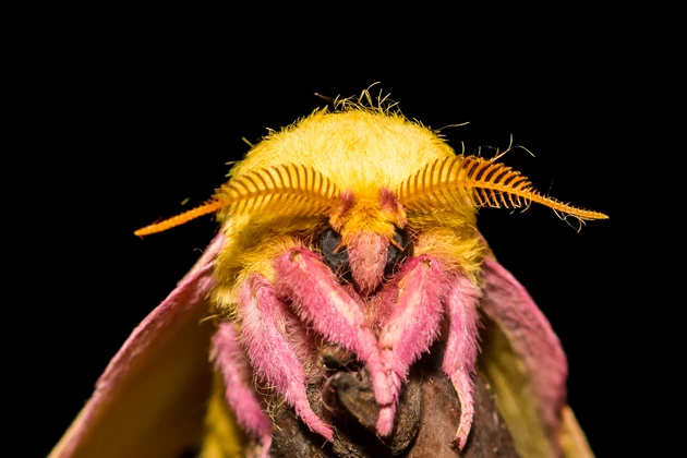 Rosy Maple Moth l Amazing Colors - Our Breathing Planet