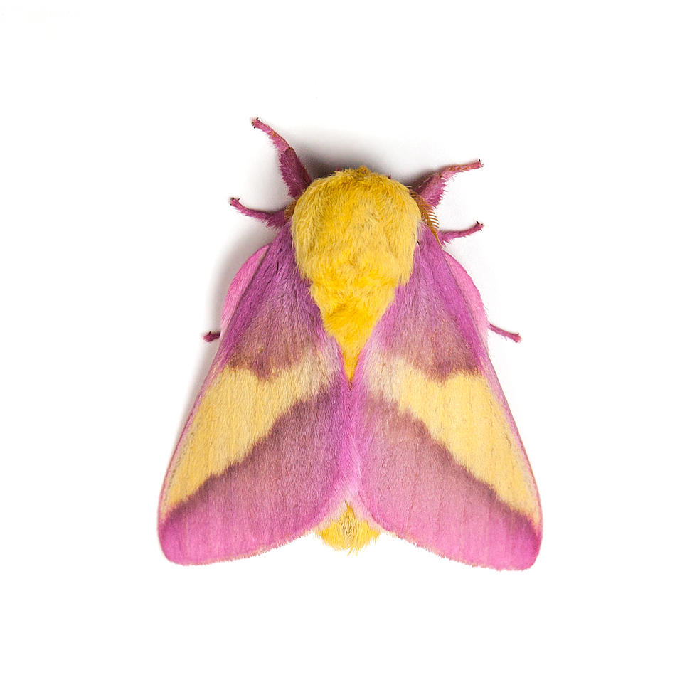 This Brightly Colored Moth has to be One of Maine’s Most Beautiful
