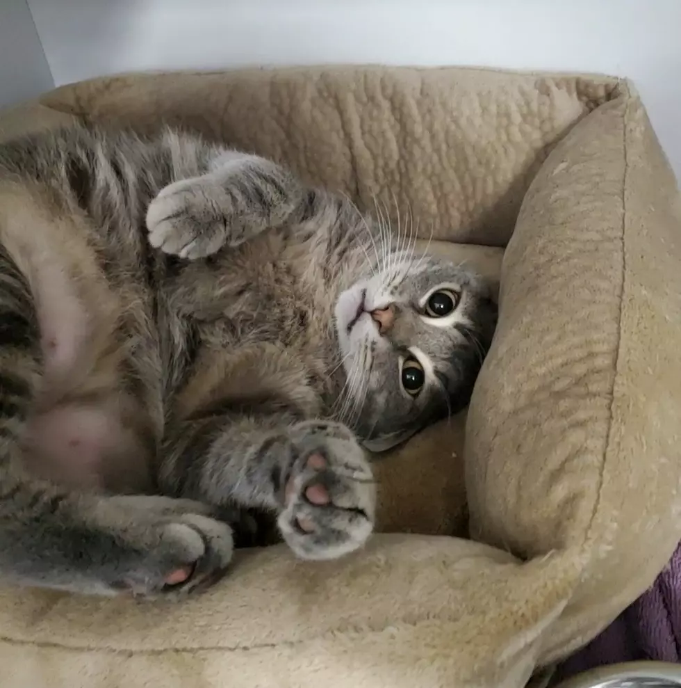 Pet of the Week 2, Hancock County SPCA