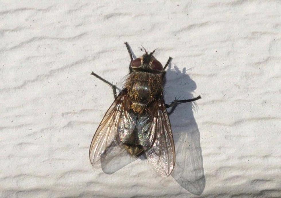 Is Your Maine Home All of a Sudden Swarming with Big Giant Flies?