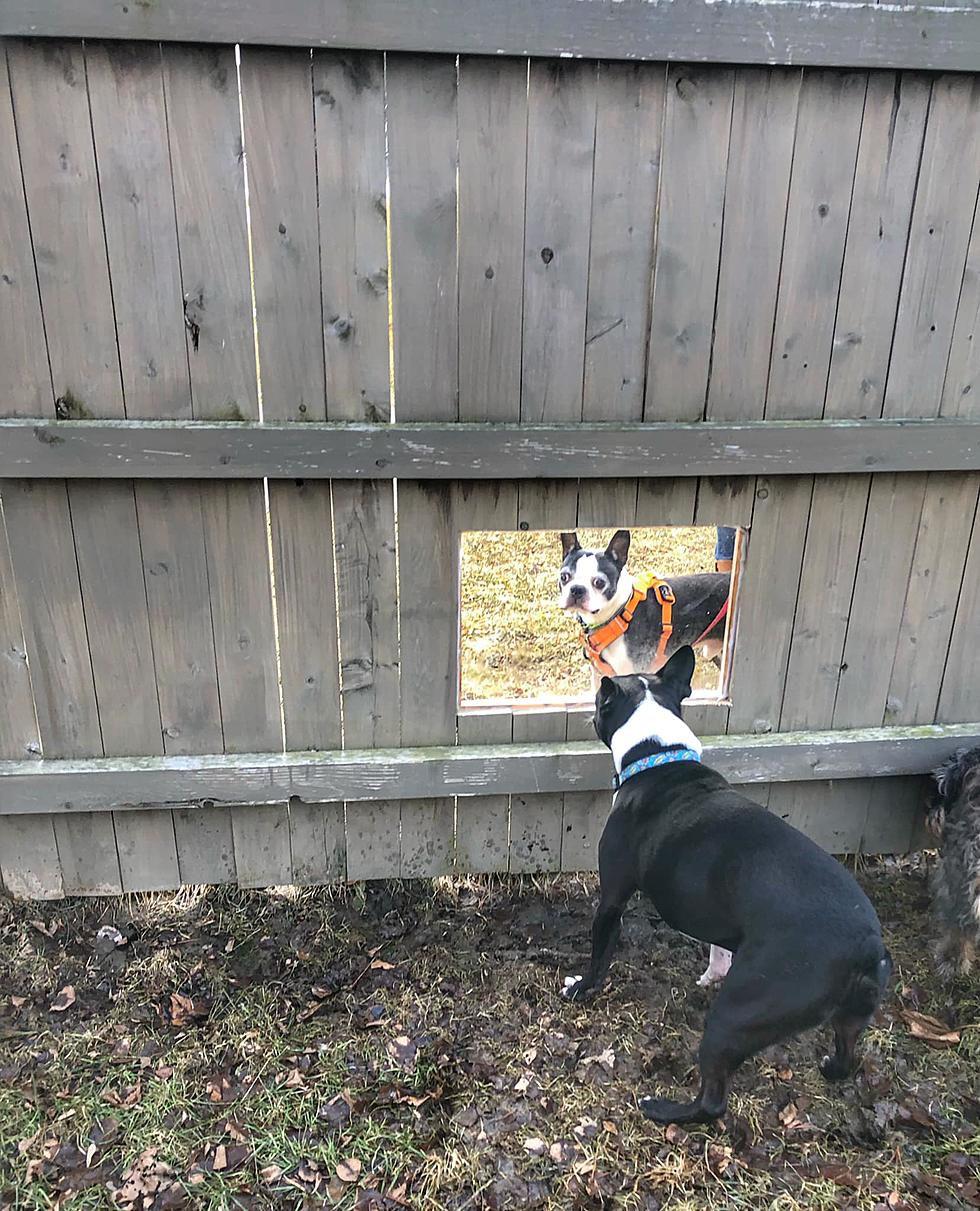 Special Fence Gives Brewer Pooch Perfect View