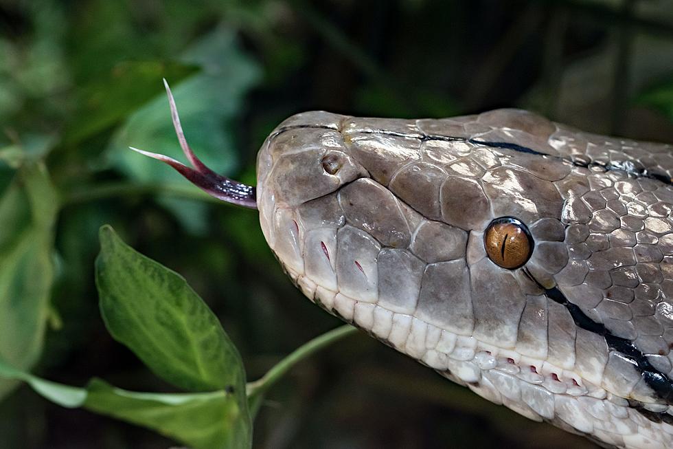 Worst nightmare': Arizona woman finds 3-foot-long snake in her toilet