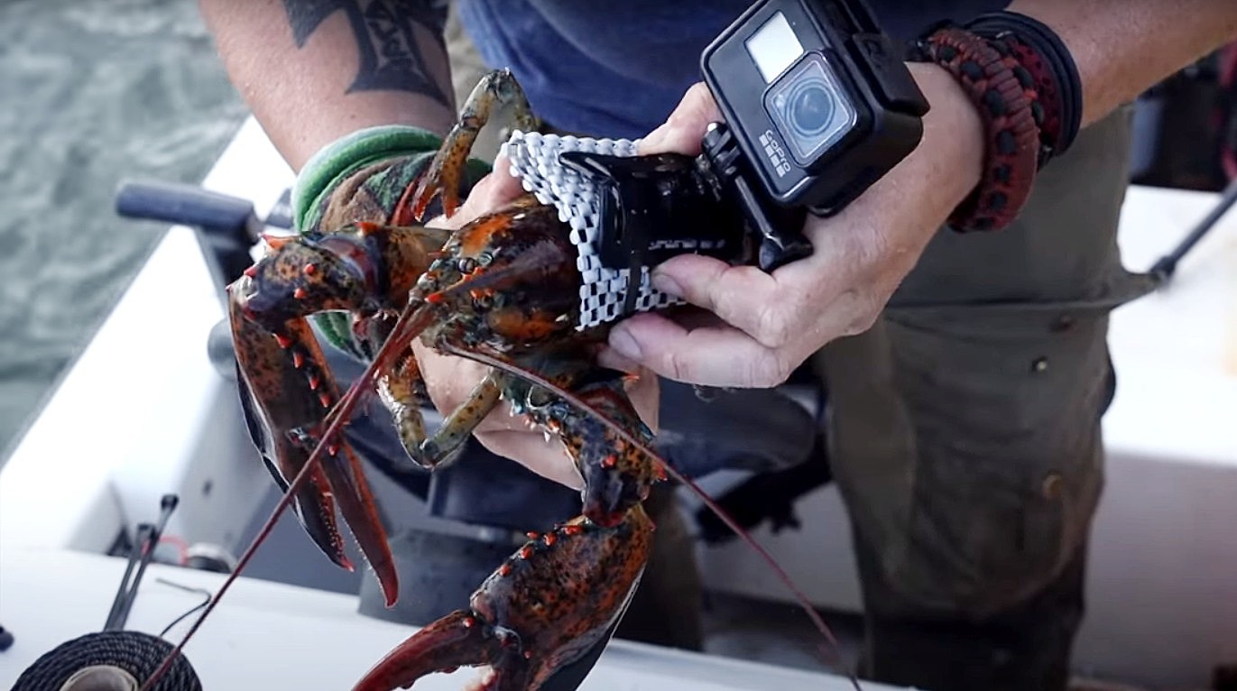 verzameling Alsjeblieft kijk Professor Check Out what a GoPro Strapped to a Maine Lobster would See