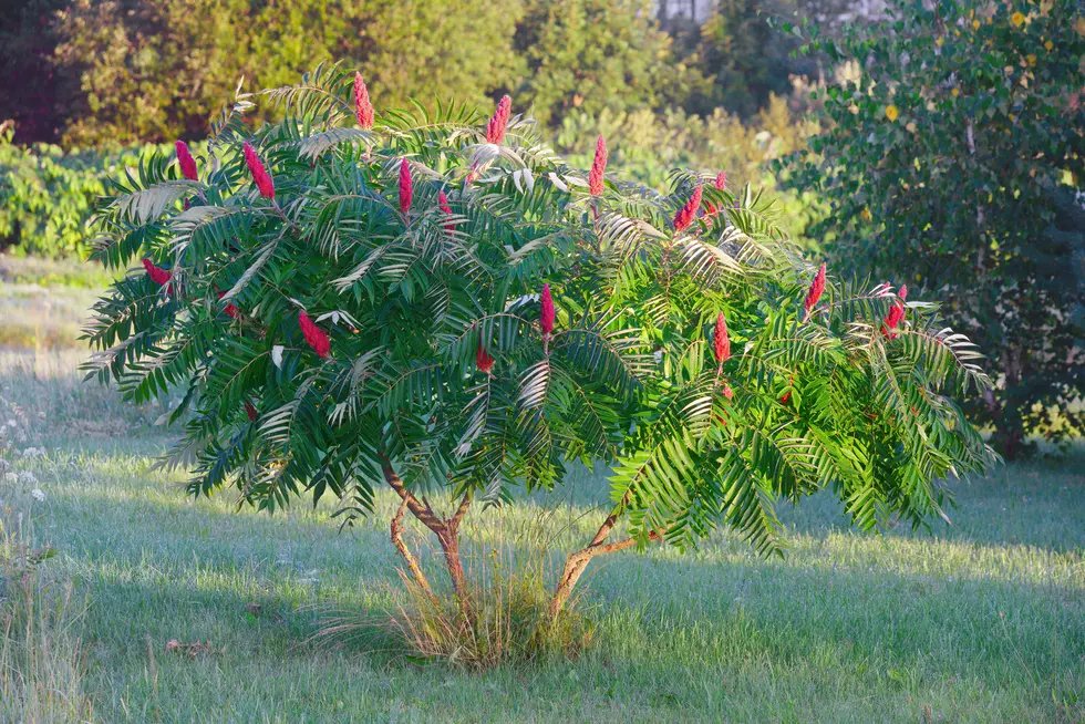Staghorn sumac or velvet sumac (Rhus typhina)