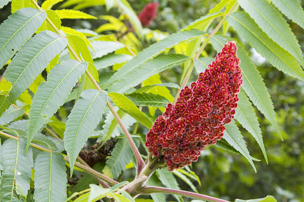 These Big Red Buds Growing Next to Maine Roads are Actually Delicious