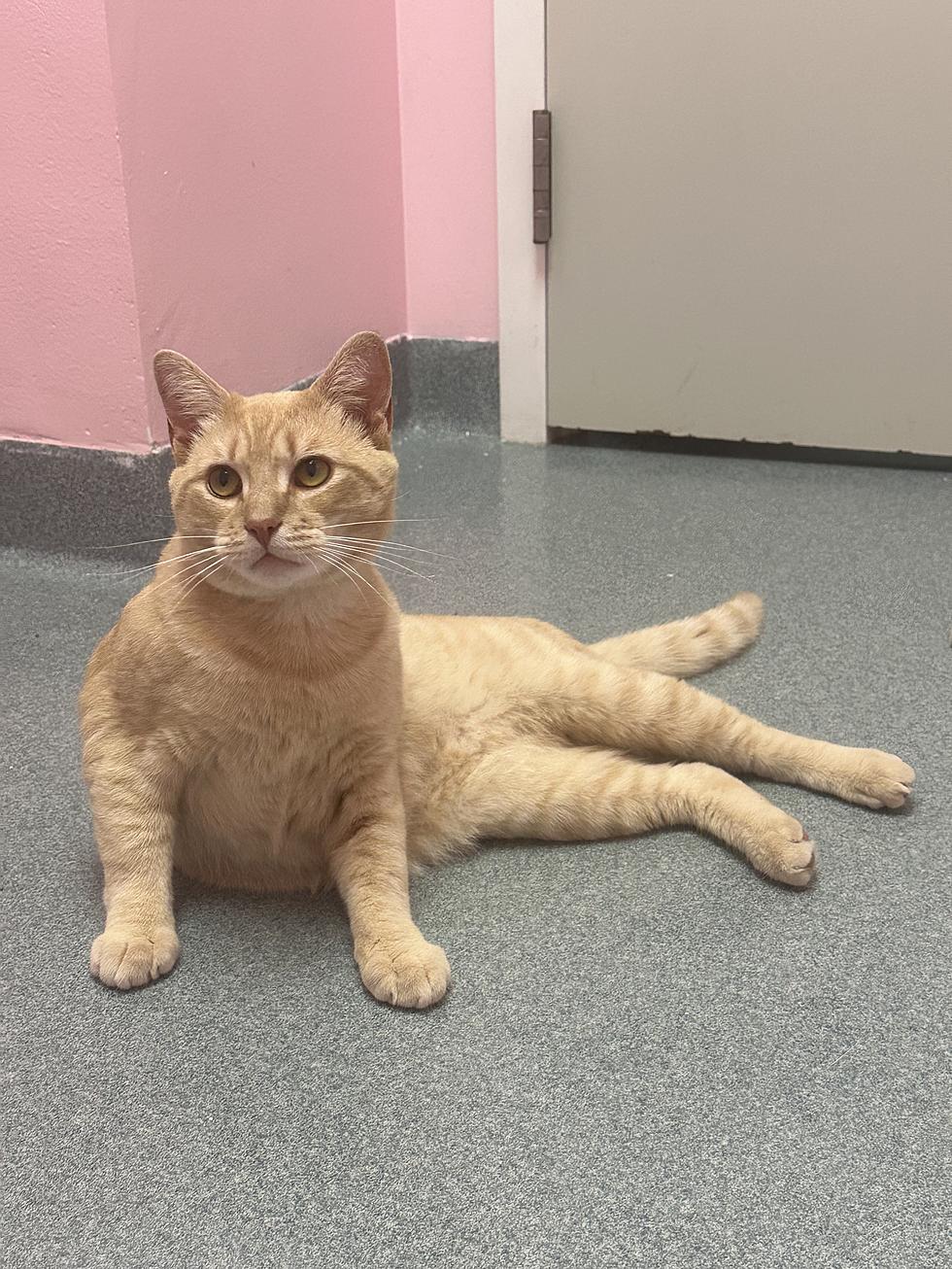 Meet The Maine Cat Everybody Loves, The ‘Pet Of The Week’, Raymond.