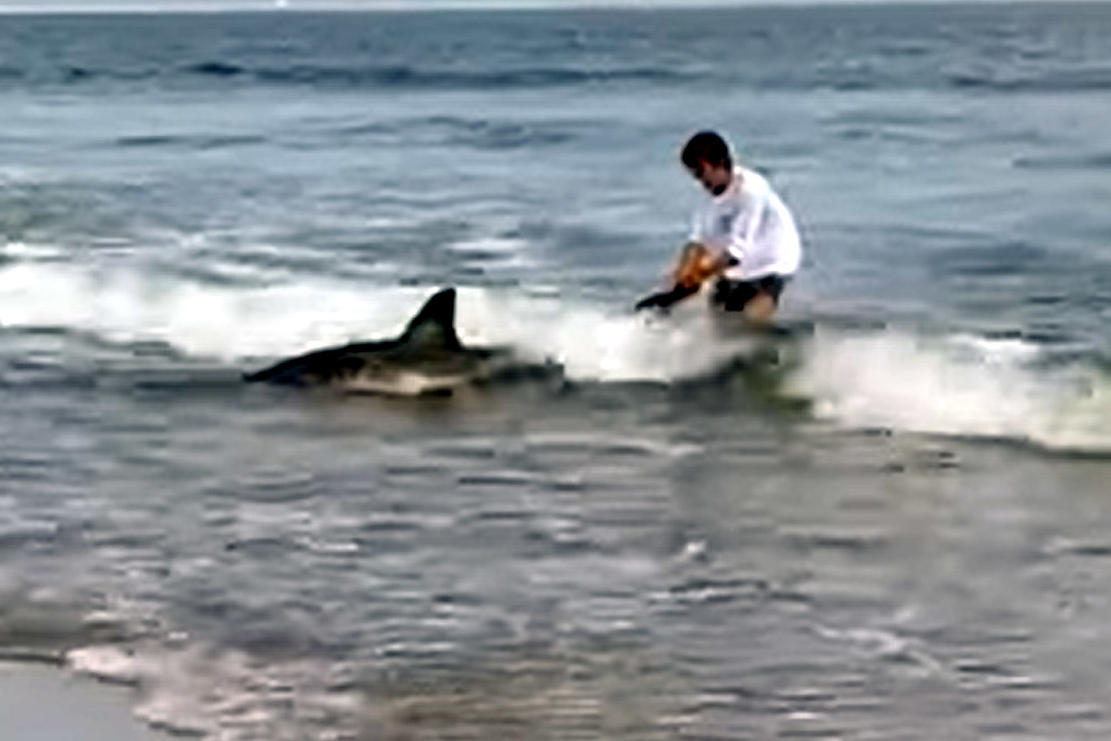 Did A Guy Just Catch A Baby Great White in Old Orchard Beach, ME?