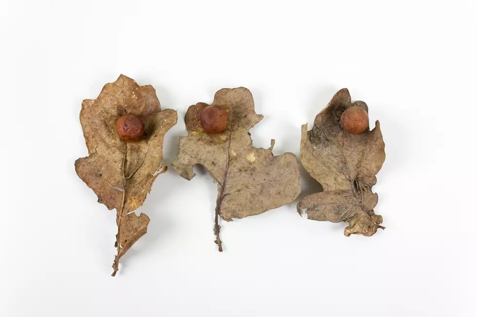 Oak apple or oak gall on two fallen dry leaves found in a forest in springtime isolated on white background.