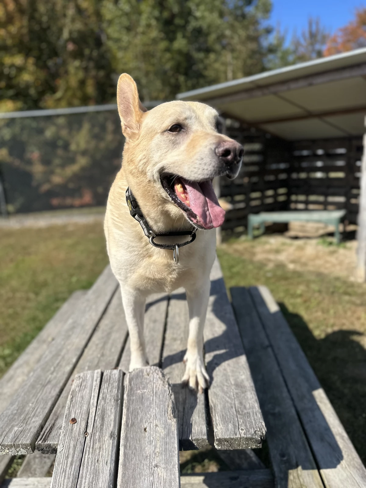 Hancock County SPCA Has A Big Dog With A Big Personality