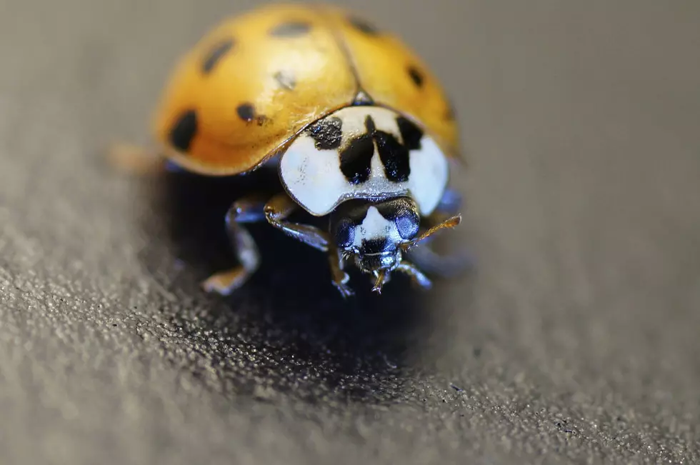 Macro of Asian Lady Beetle (Harmonia axyridis)