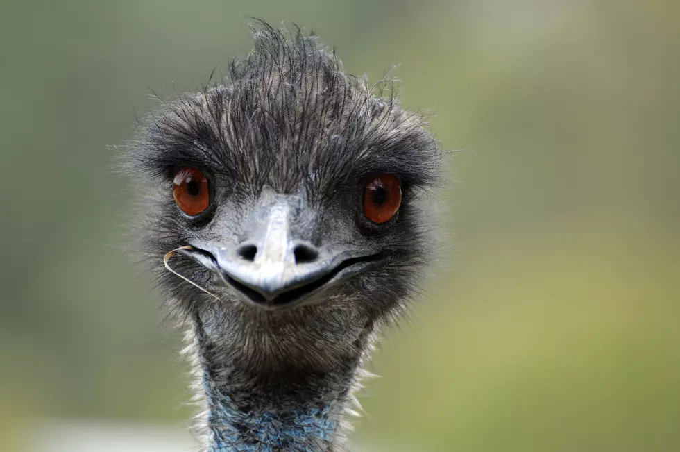 Eddington’s Emus, Oscar & Clarence: Where Are They Now?