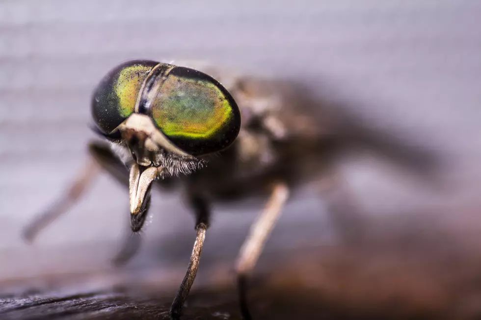 Gravataí, Brazil - 04/14/15: fly.