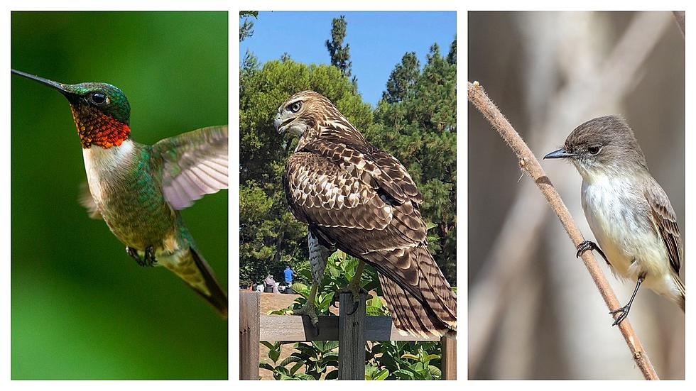 Several Species of Maine Birds are All About to Get New Names