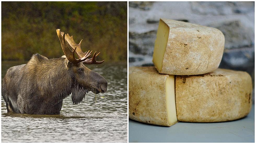 Moose Cheese is a Delicacy You&#8217;ll Probably Never See In Maine