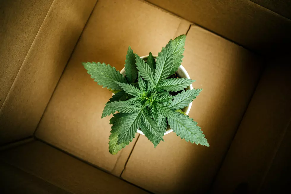 delivery of marijuana plants and seedlings, cannabis business
