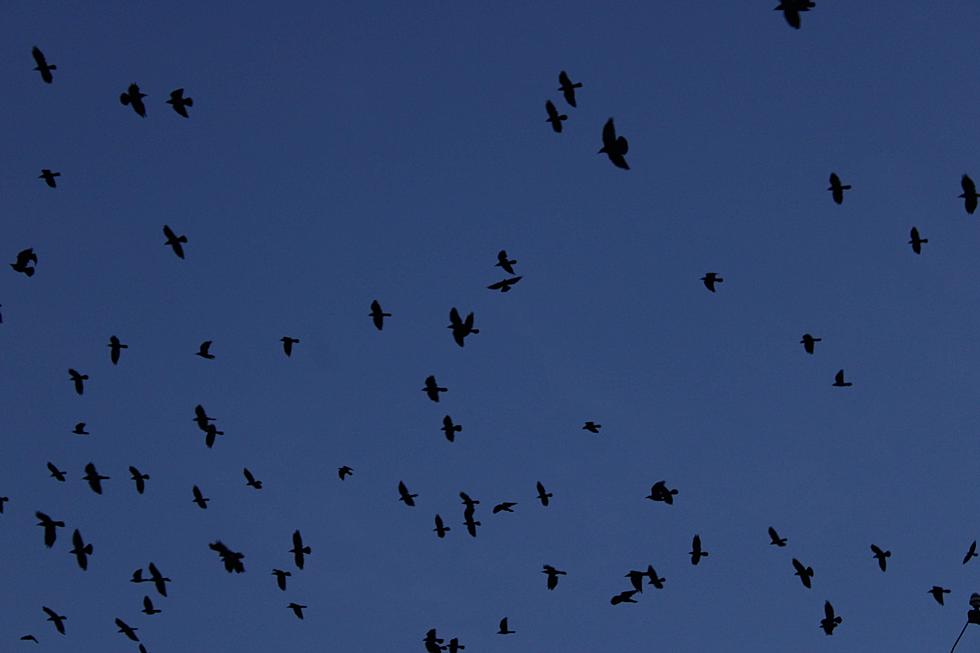 Bangor, Maine is the Current Winter Home to Thousands of Crows