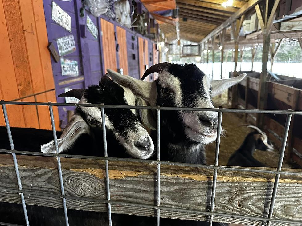 Goats, Wine and an Airbnb: There’s A Spot In Lee That Has All 3!