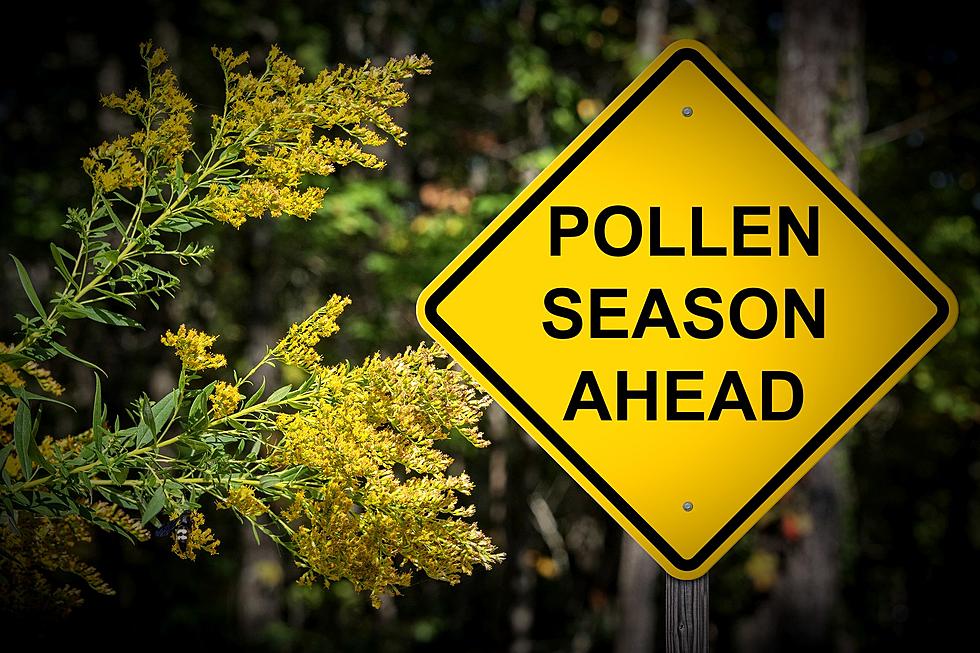 Maine Is Poised to Suffer One of the Worst Allergy Seasons Ever