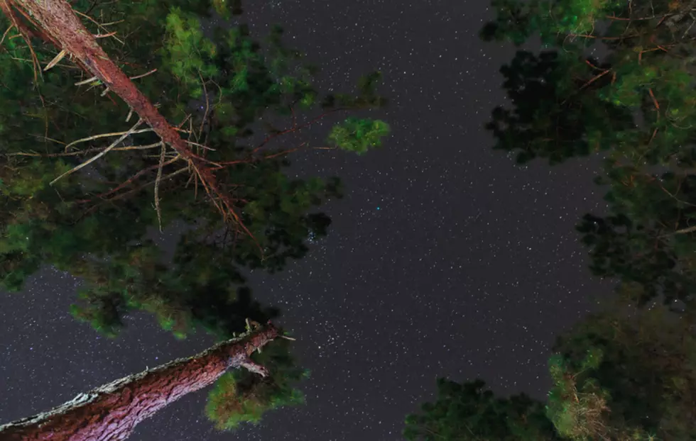 Starry night motion sky with trees in the foreground