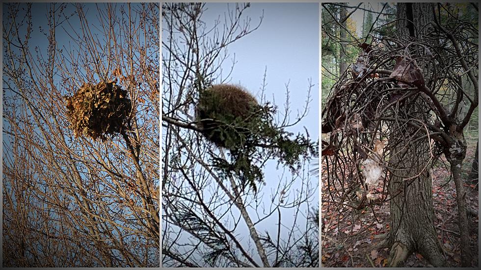 That Ball of Leaves in Your Maine Tree isn&#8217;t a Bird&#8217;s Nest