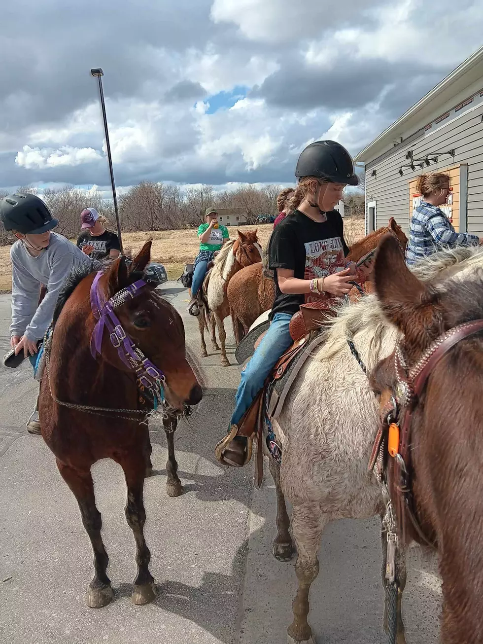 Horses at Drive Thru 7, Kathleen King