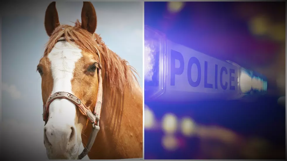 New England Police Crack Up While Trying to Catch a Runaway Horse