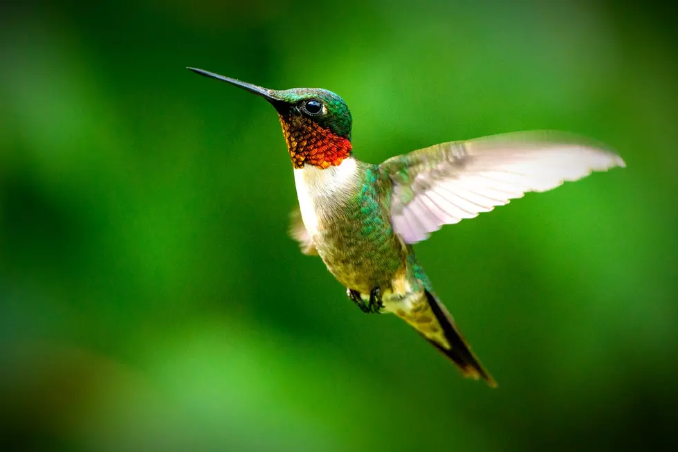 Hummingbirds in Maine are About to Make Their Triumphant Return
