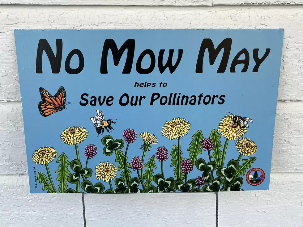 'No Mow May' Is On The Way For Bangor