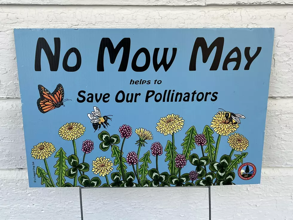 &#8216;No Mow May&#8217; Is On The Way For Bangor