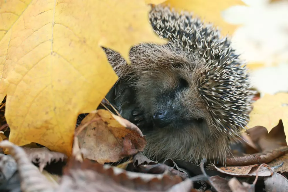 hedgehog autumn leaves forest