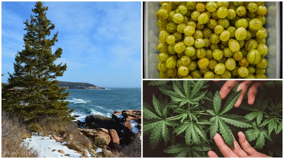 In Maine, You can Grow Weed… but not Currants or Gooseberries?