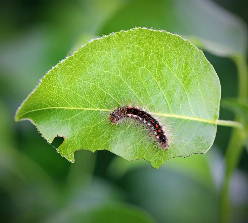 Maine Browntail Caterpillars May Drop Some Due to &#8216;Zombie&#8217; Fungus