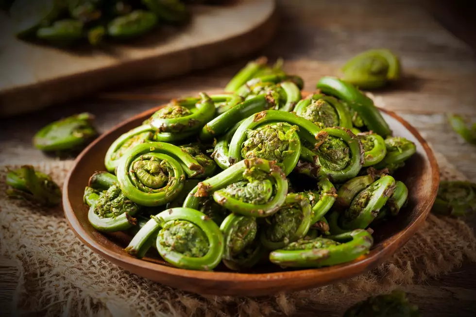 In Maine, the Debate is: Pick Your Own Fiddleheads or Buy Them?