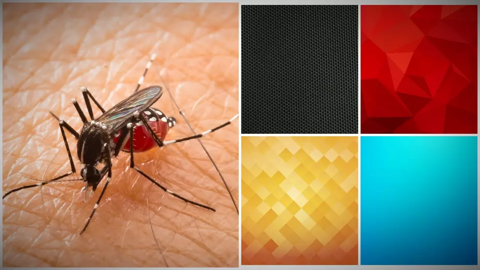 In Maine, Avoid Wearing these 4 Colors Unless You Love Mosquitoes
