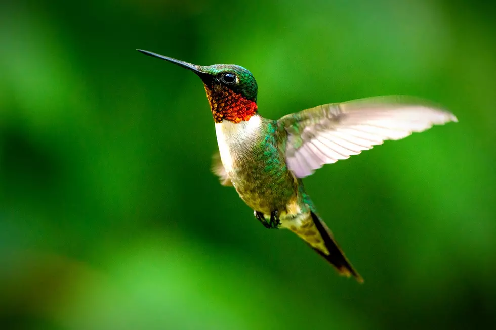 Of Maine&#8217;s 4 Types of Hummingbirds, You&#8217;ll Only See This One.
