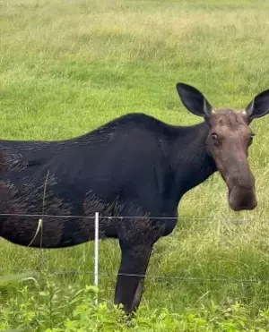 Maine Moose Loves Passerby’s Compliments