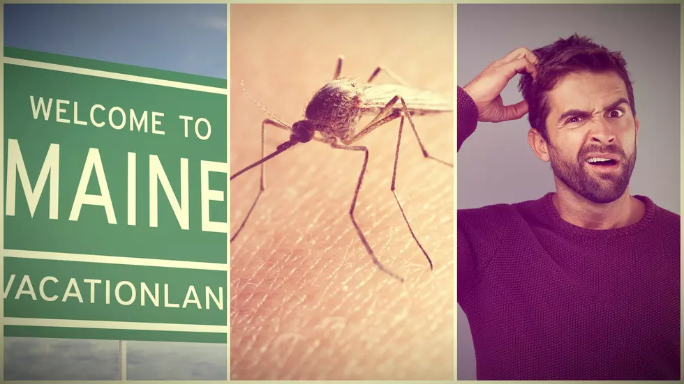 New Mainer Wonders if Only ‘Maine’ Mosquitoes Bite Your Neck