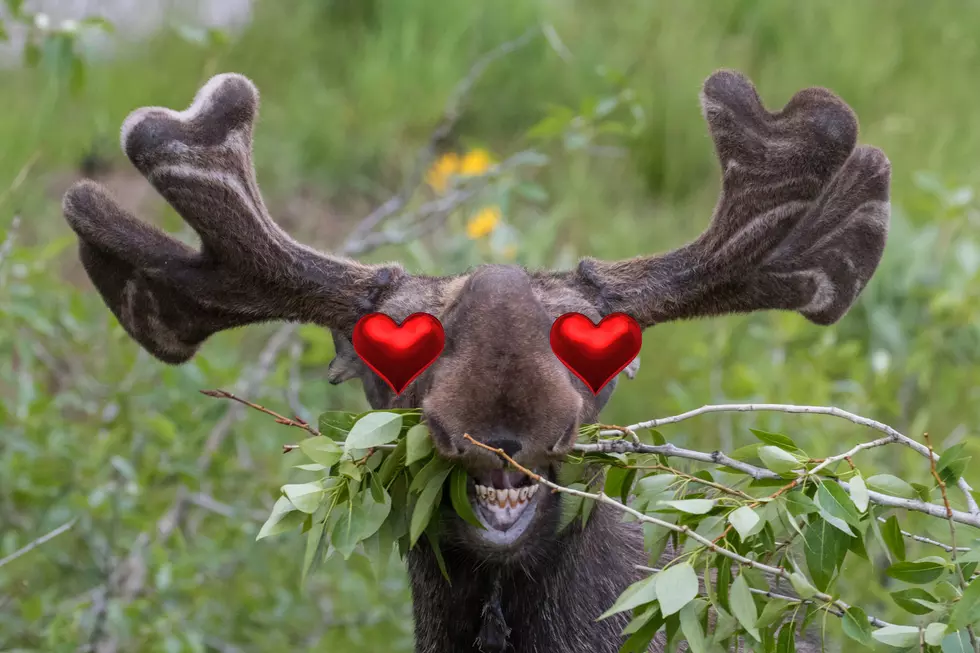 Maine Moose Loves Passerby&#8217;s Compliments