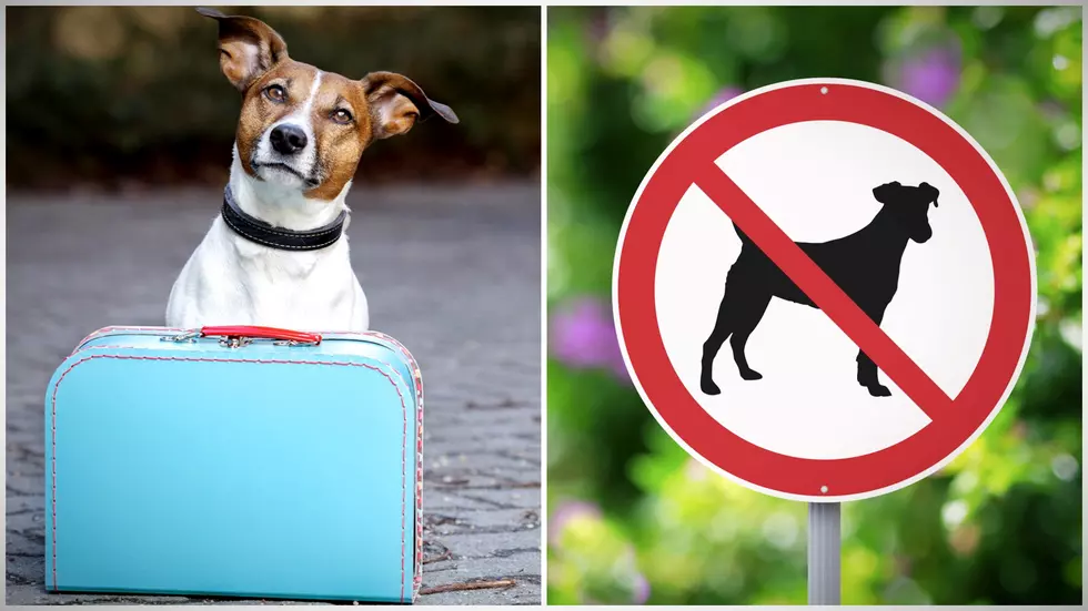 Maine Dog Owners Going to or from Canada Face Hard New CDC Rules