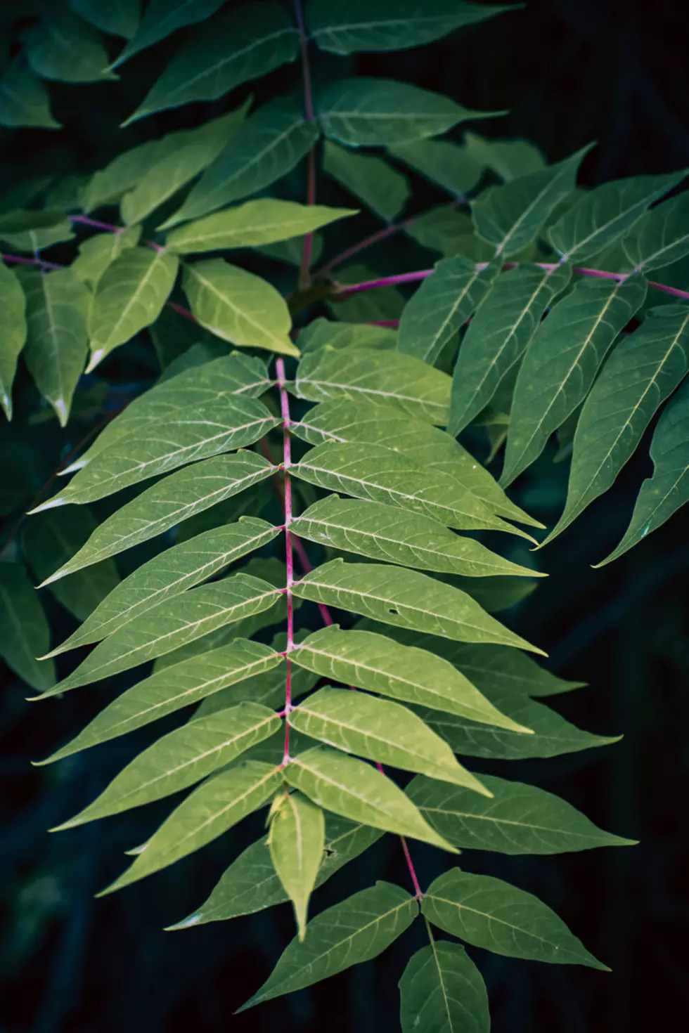 The green leaves of the foul-smelling "Ailanthus altissima" tree