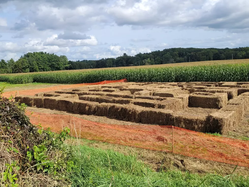 Maze 1, Davis Family Farms Facebook