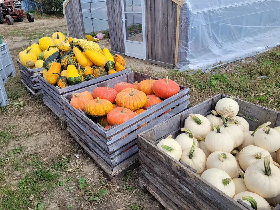 Pumpkins, Davis Family Farms Facebook