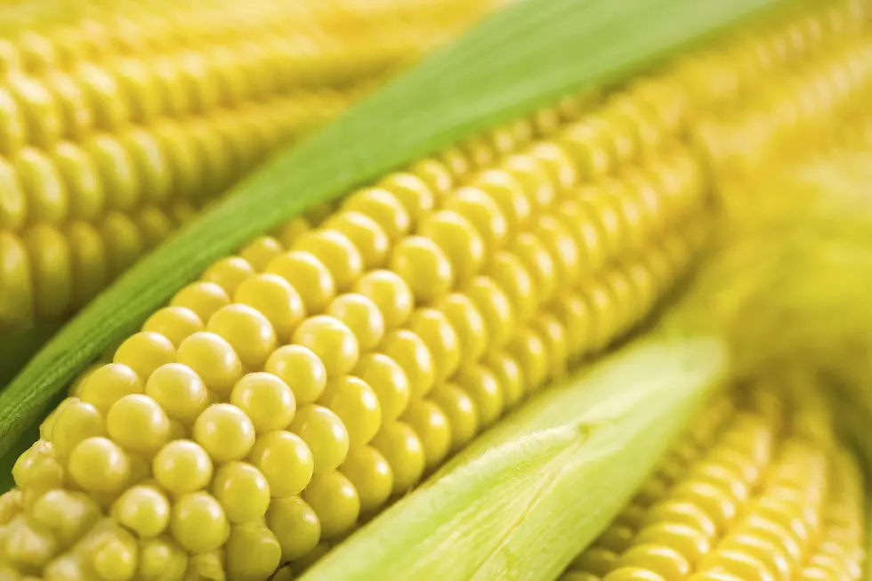 Corn. Soft focus