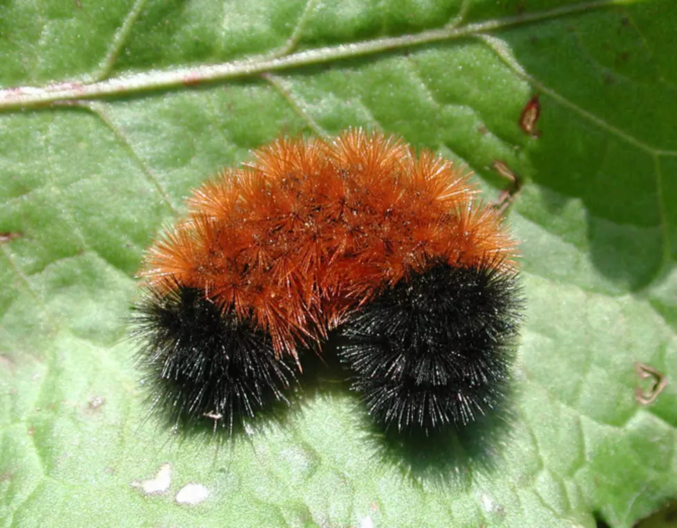 Woolly Bear caterpillar on leaf