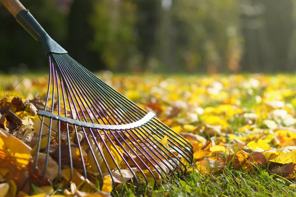 Raking fallen leaves in the garden