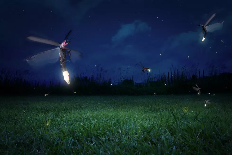Fireflies flying over a grass field at night